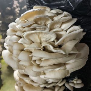 And here is an even lighter colored gray oyster mushroom. The colors range from white to gray or tan to dark grayish-brown. The flesh is white, firm, and varies in thickness.