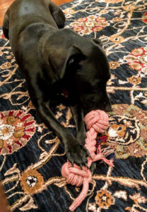 The family Labrador Retriever, Zeke, enjoyed his Martha Stewart toy from my collection at QVC. Dorian says it's super durable - Zeke was unable to tear it apart.