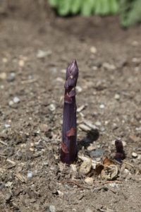 While green and white asparagus are the same, purple asparagus is a different variety. This variety was originally developed in the Albenga region of Italy. The purple hue is only cosmetic, as the pulp of the vegetable remains green or even white.