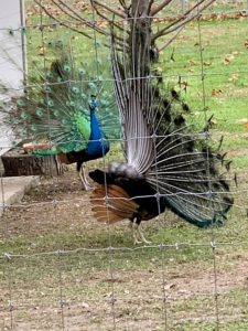 And here are the "Blues Brothers" fanning their tails for all to see. These males spread out their eyespot tail feathers into a big fan and then shake them as they circle in front of the females - it is a gorgeous show of iridescent color.