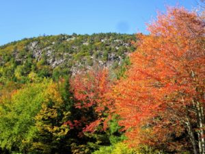 Dorr mountain is just beyond these trees – a narrow north-south formation with steep cliffs sandwiched between Champlain Mountain to the east and Cadillac Mountain to the west.