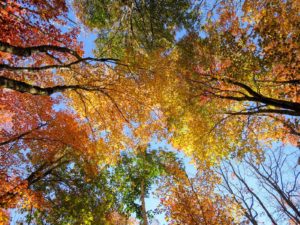 Autumn leaf color is a phenomenon that affects the green leaves of many deciduous trees and shrubs. During a few weeks in autumn, various shades of red, yellow, orange and brown can be seen throughout many landscapes.