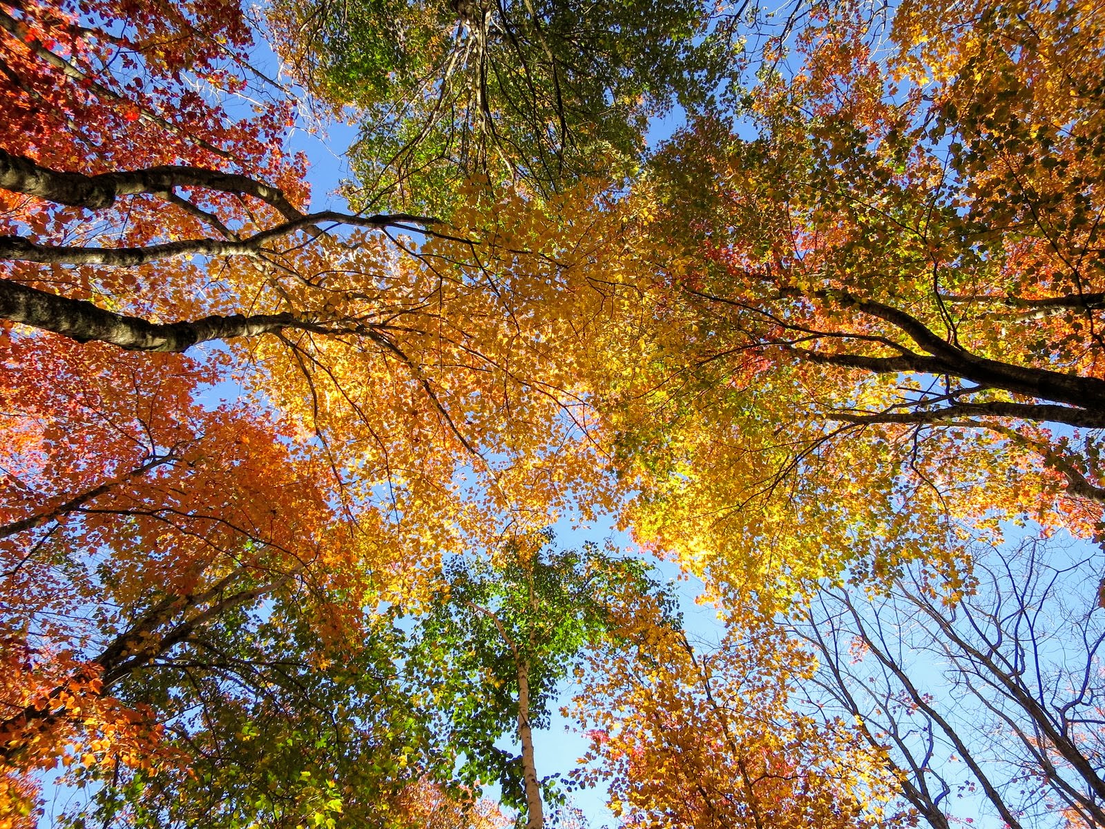 Autumn Colors in Maine - The Martha Stewart Blog