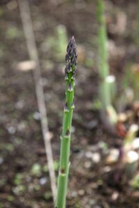 Here is an asparagus stalk in spring, when it's ready to be picked from the garden. Asparagus, Asparagus officinalis, is a spring vegetable, a flowering perennial plant species in the genus Asparagus. Asparagus crowns can produce tasty spears for 20-years or more if given the right care and nutrients.