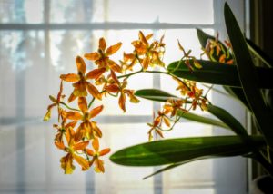 Whenever I entertain, I enjoy bringing various plants indoors to decorate my home. Luckily my orchid plants had just started to bloom.