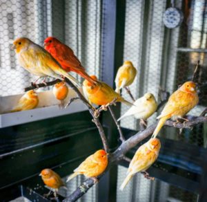 By the window, red factor canaries looked stunning in their shades of apricot and orange. My canaries are all doing very well and continue to fill the room with song.