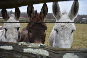 My three Sicilian donkeys, Billie, Rufus and Clive, love running across the paddock to greet visitors. The light snow doesn't bother them one bit. Even though they have a very nice run-in shed to use in inclement weather, they enjoy playing and grazing in the open field.