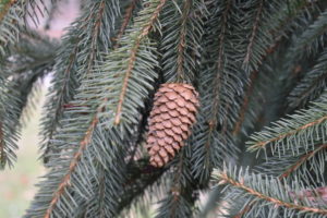 There are still many cones on the tree branches. This familiar woody cone is the female cone, which produces seeds. The male cones, which produce pollen, are usually herbaceous and much less noticeable even at full maturity. The name "cone" comes from the geometric cone shape seen in some species. The individual plates of a cone are known as scales.