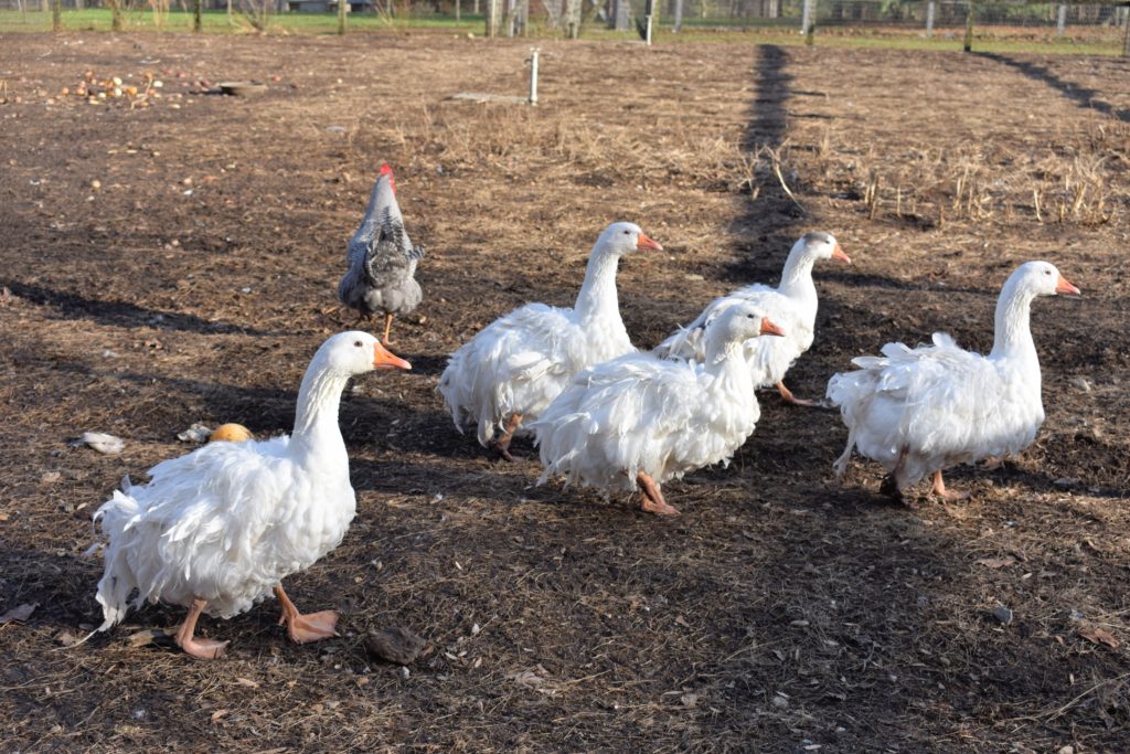 An Expanded Shelter for My Geese - The Martha Stewart Blog