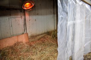 Inside, a heat lamp is set up to keep them warm. We also line the entire space with straw bedding. All the coops are also checked several times during the day and night to make sure all the birds are happy, safe and secure.