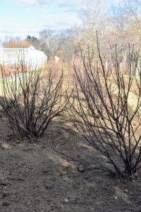 I wanted the bushes planted in a zigzag pattern, to ensure each bush has ample room to grow. A well established currant bush can produce up to 10-pounds of berries per-year.