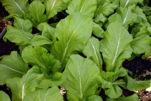 And here is the WaWa GaiChoi. GaiChoi, also known as Chinese mustard greens, has large dark yellowish-green leaves that are often ruffled. It has a wonderful taste with a bit of a mustardy, spicy "bite" to it.
