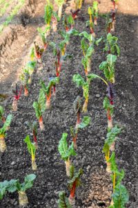 'Bright Lights' Swiss chard is a hardy green that can be grown almost year-round. I love Swiss chard and grow a lot of it at my farm. It grows well in both the outdoor and indoor gardens.