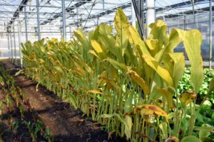 By offering maximum protection from snow, wind, and frost, the Stone Barns greenhouse serves to extend the growing season of many varieties even though the air temperature in the house remains in the low to mid-30s during winter months. Indira yellow turmeric is usually grown in more tropical climates but is able to thrive at the Center.