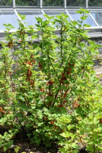 These currant bushes are very dependable and vigorous as growers. They all yield copious clusters of berries every summer.