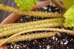 Because these plants store water in the rhizomes, which are their thick, fuzzy stems, it is important not to overwater them. Only water these plants when the top one-inch of soil feels dry.