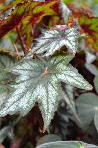 Most rhizomatous begonias are grown for their interesting leaves – there are so many great shapes, sizes and colors.