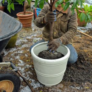 Here is Phurba from my outdoor grounds crew repotting a dwarf citrus tree into one of these pots.