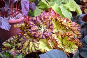 Here's another gorgeous specimen with light green and bold red leaves. It’s also best to allow the soil to dry out between waterings.