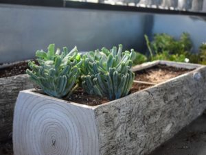 Echeveria is a large genus of flowering plants in the stonecrop family Crassulaceae, native to semi-desert areas of Central America, Mexico and northwestern South America. Ryan uses echeveria in green for this planter box.