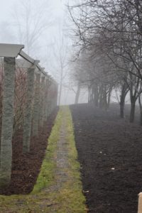The fog limits this view between the blueberry pergola and the row of quince trees. It is nearly impossible to see the field beyond.