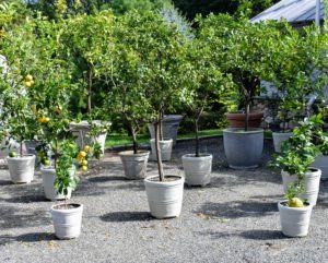 They look great grouped together outside in summer. And these pots are so durable - my citrus trees are doing so well in these containers.