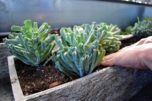 Echeverias are some of the most attractive of all succulents and they are highly valued by plant enthusiasts for their gorgeous colors and beautiful shapes.