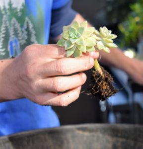 This is another type of succulent - sedum. The Latin name Sedum, meaning "to sit," is an appropriate name for these low-growing succulents. They spread rapidly and make great filler plants in arrangements like this one.