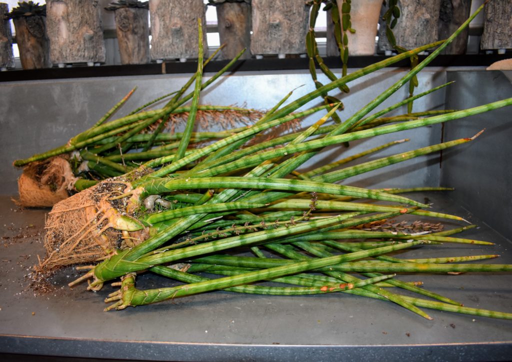 Repotting Sansevieria in My Greenhouse The Martha Stewart Blog