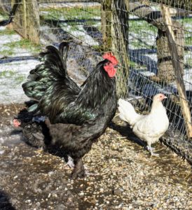 The black Langshan is also fitting right in with the other chickens - look how large he is!