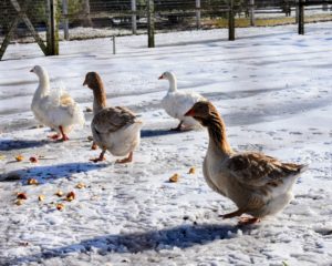 A couple days later, the new geese were mingling right in with my Sebastopols - I know they will all get along so well.