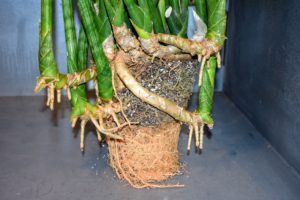 Sansevieria plants are rapid growers and may need repotting or dividing annually. A well-grown sansevieria can split a clay pot with its mass of underground shoots.