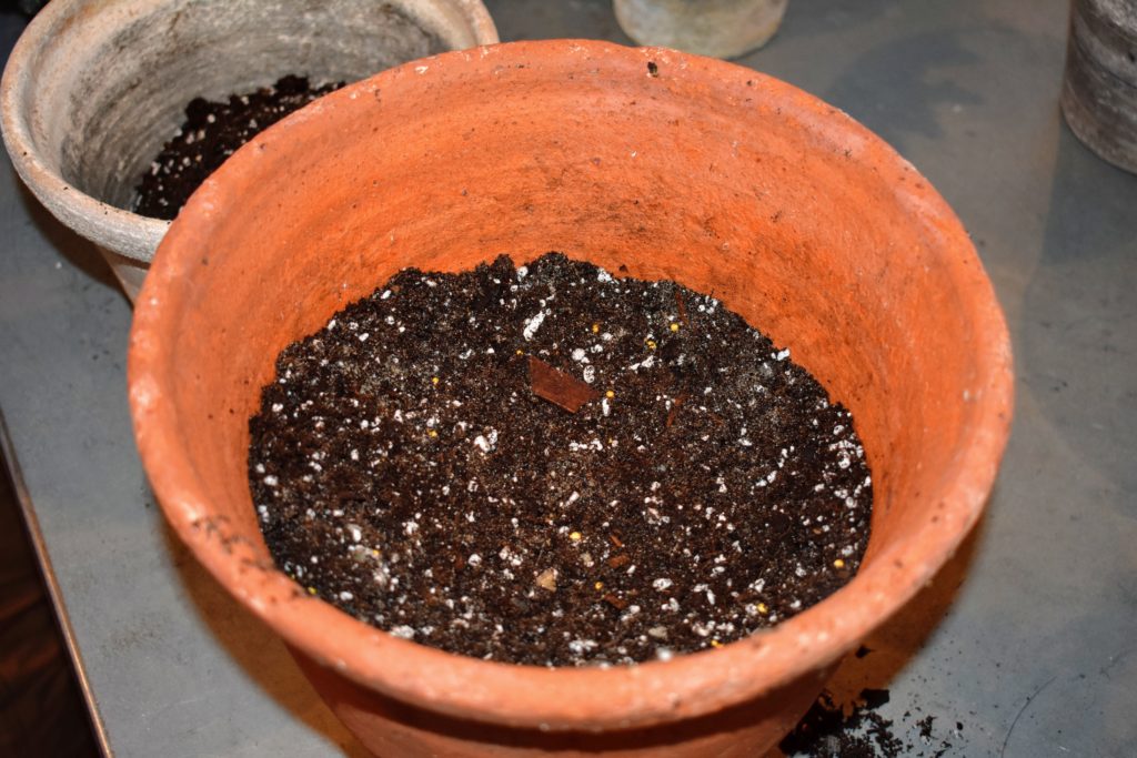 Repotting Sansevieria in My Greenhouse - The Martha Stewart Blog