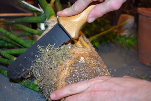 To stimulate new root growth, Ryan slices away the outer-most roots. We do this with all our plants that are repotted - it's called scarifying the roots, which helps them to get more air, water and nutrients.