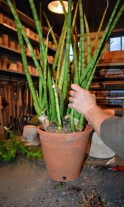 And then places the sansevieria firmly in place. Do you know... these plants absorb toxins, such as nitrogen oxides - they work great for improving indoor air quality? In fact, it is one of the best air purifying plants to keep.