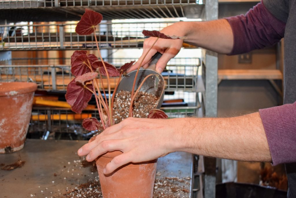 Caring for My Begonias The Martha Stewart Blog
