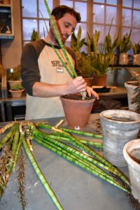 Sansevieria plants can be divided easily during repotting. Here, Ryan plants shoots from the parent plant into another pot. Several can fit into one pot - they don't mind being crowded.