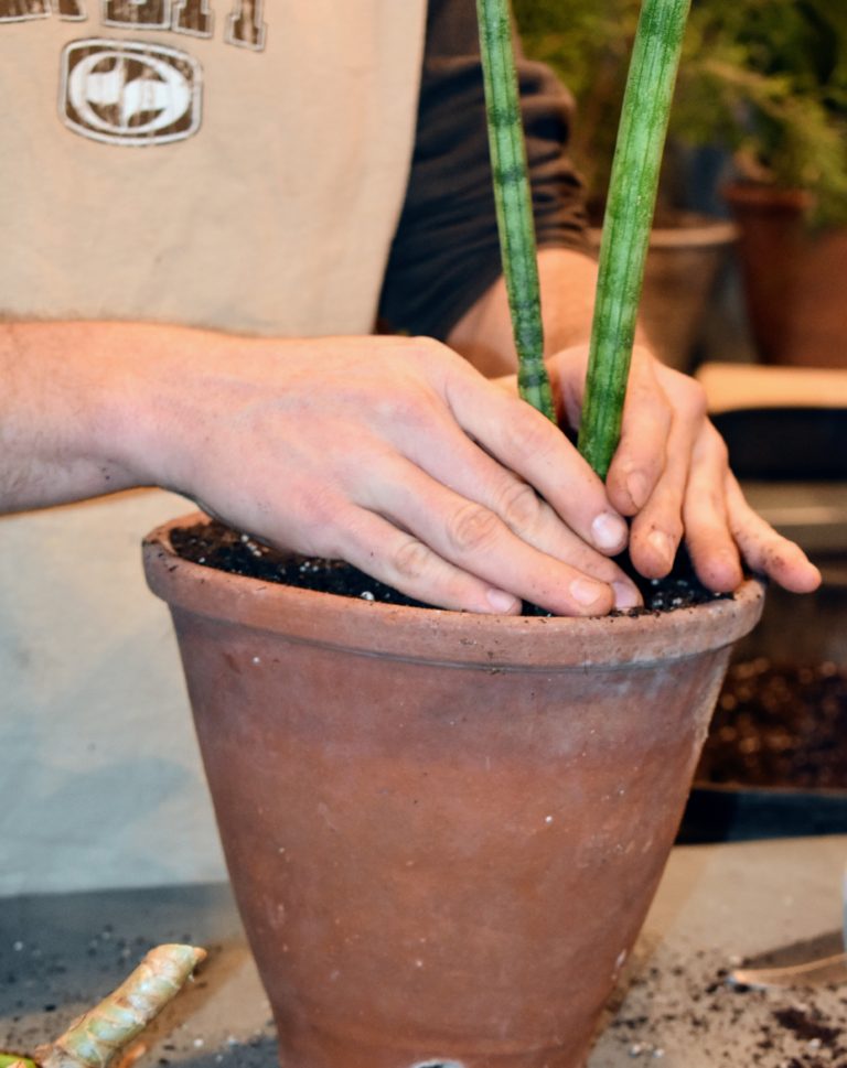 Repotting Sansevieria in My Greenhouse The Martha Stewart Blog