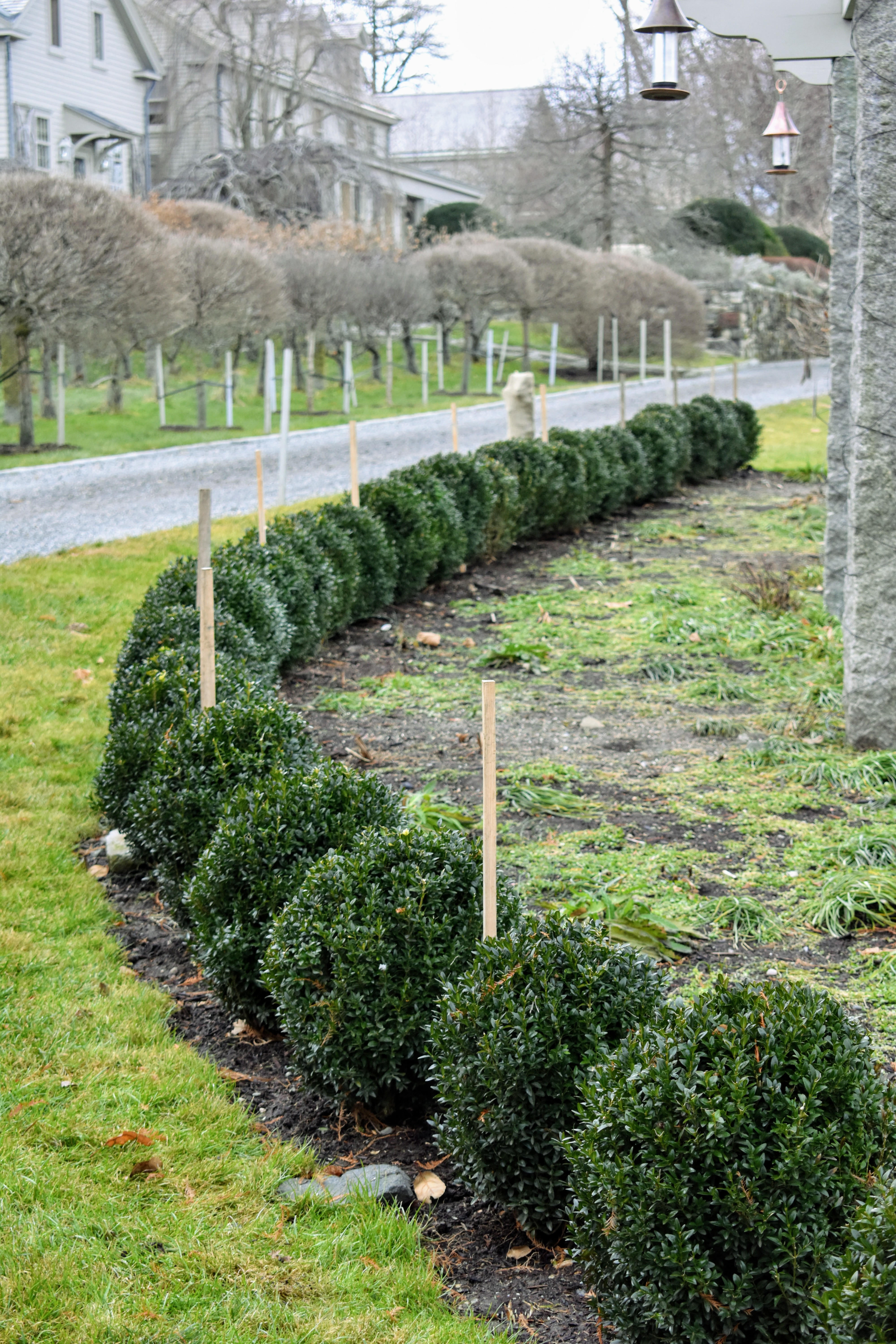 Wrapping Evergreens for Winter: Good Idea or Too Much Love? - The Garden  Buzz