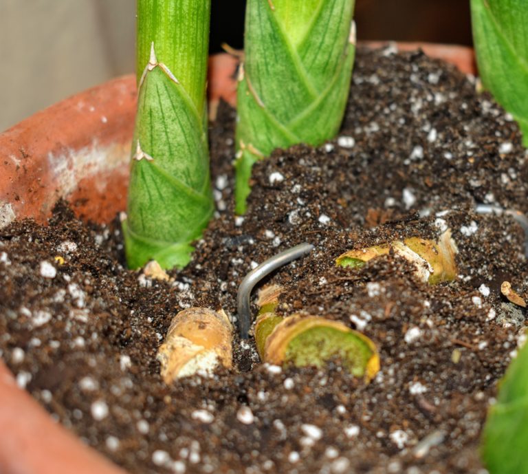 Repotting Sansevieria in My Greenhouse The Martha Stewart Blog