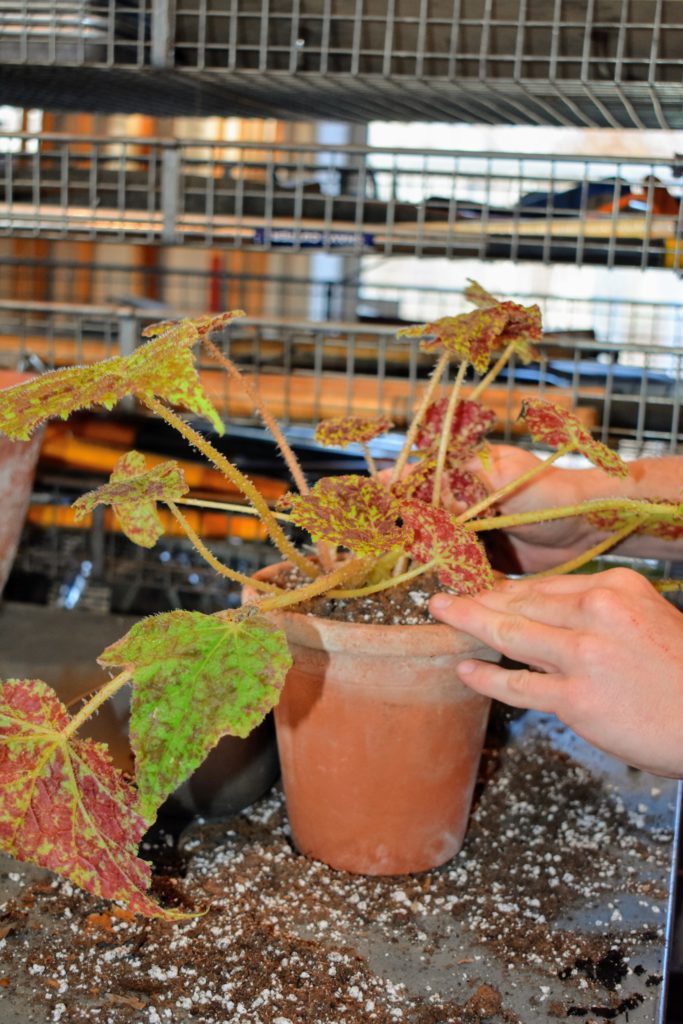 Caring for My Begonias The Martha Stewart Blog