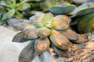 Succulents require very little water to survive – these will be watered about once a week.