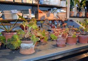 Ryan pots up several begonias before moving them back into the greenhouse. All these beautiful begonias were just repotted - they look great!