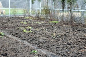 And here’s a fresh layer of compost on the beds – it always excites me when we start preparing the gardens for the next growing season.