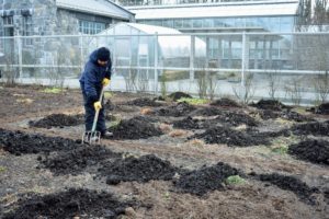 It’s best to cover the beds in winter when flowers are not in bloom and the crew can gingerly walk through without disturbing any growth.