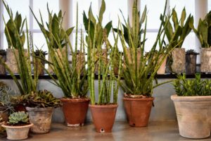 Here are three newly potted sansevieria plants - they'll be very happy in their new vessels. What indoor plant care tasks are you doing this weekend? Let me know your own tips and tricks in the comments below.