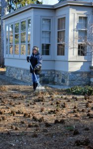 Here is Fernando cleaning the area after the trees were removed. I have many bulbs planted here, but I will eventually plant different trees in this garden. The Tenant House windows look so pretty without the tall trees blocking them from view.