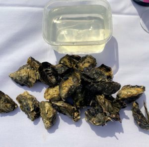 The oysters we picked were laid out onto a tablecloth covered table right on the water. They were rinsed and then shucked for us to enjoy. They were so delicious.