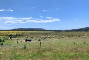 Here are just some of Bangor's well-cared for superfine merino sheep grazing in their paddock.