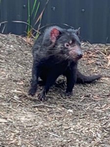 The Tasmanian devil has the most powerful bite relative to body size of any living mammalian carnivore. Its jaw can open very wide, allowing the devil to generate enough power to tear meat and crush bones.